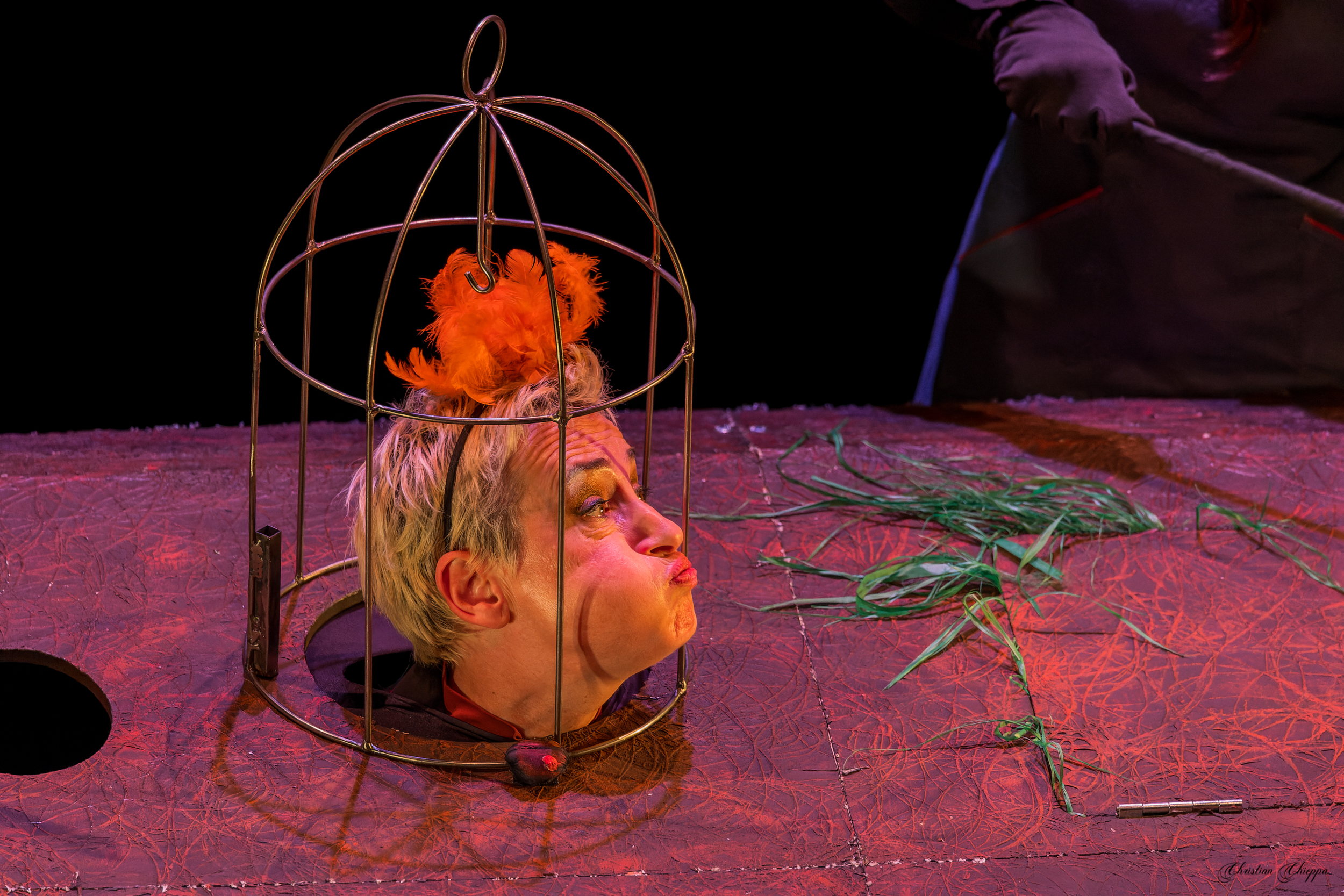 Spectacle Dispositif foret