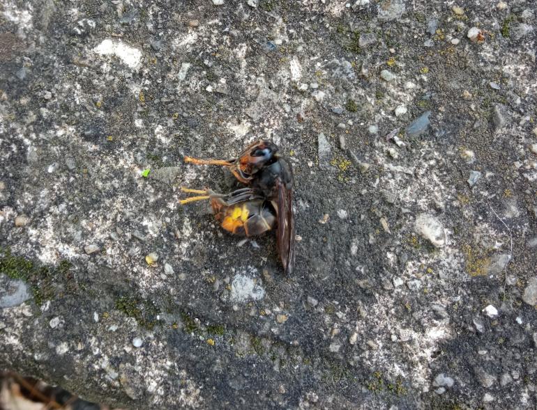 frelon asiatique