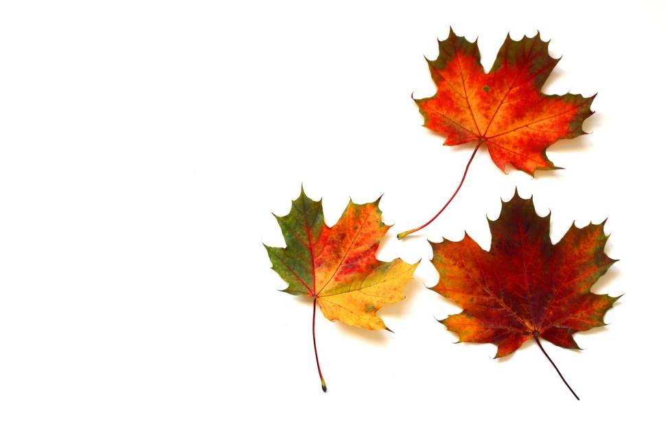 Atelier parents-enfants : décorations d'automne