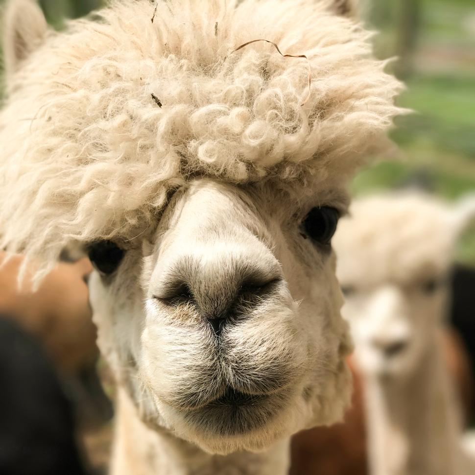 Sorties «Prenons l’air ensemble» - La ferme de So à Prélenfrey