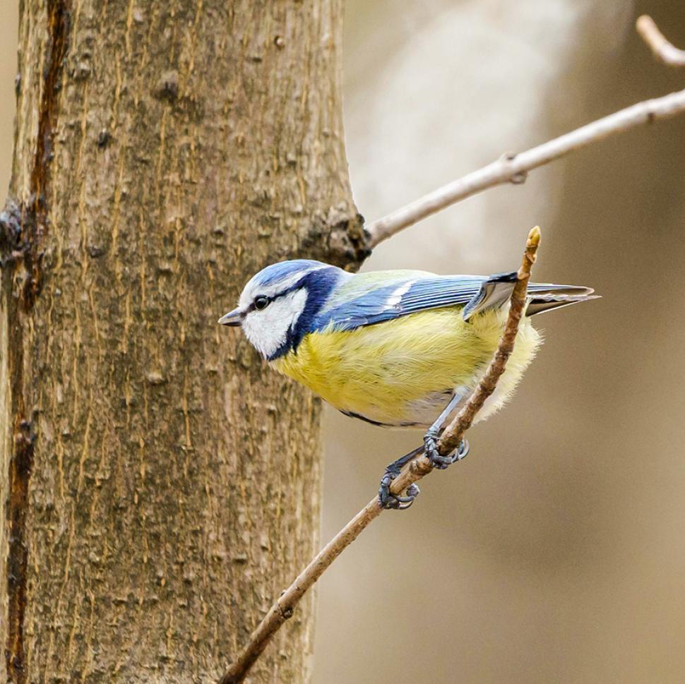 Ateliers avec la Ligue pour la Protection des Oiseaux