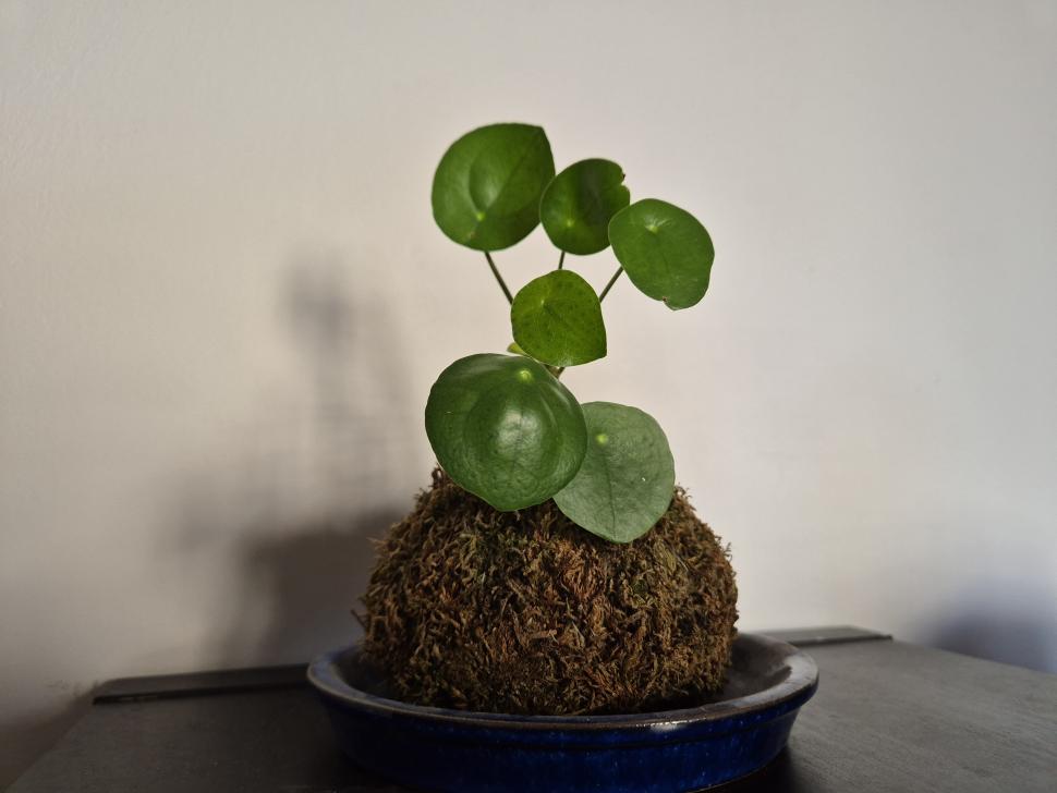 Démonstration de kokedama