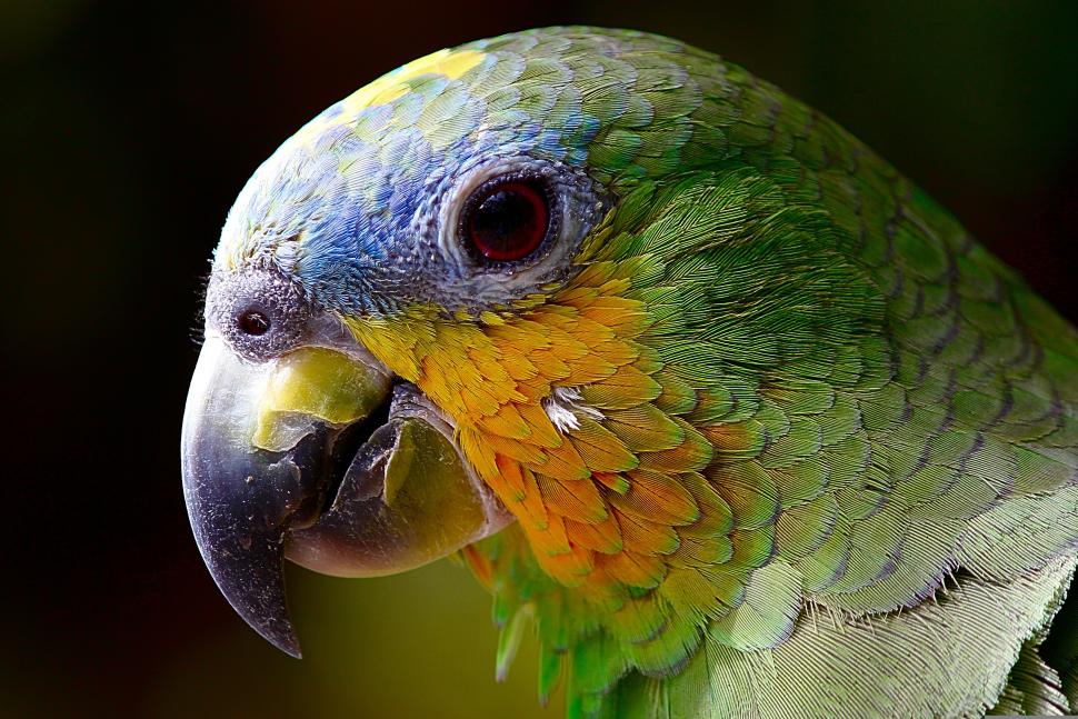 Zoo d'Upie - Sortie Prenons l'air ensemble